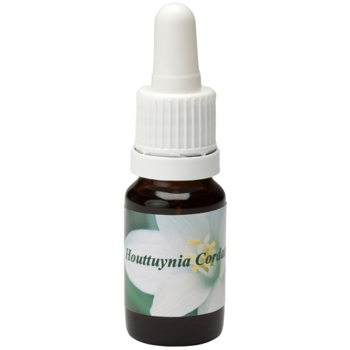 Star Remedies Houttuynia Cordata