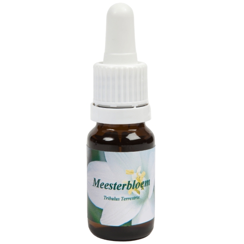 Star Remedies Meesterbloem
