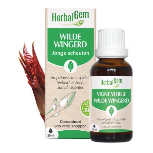Herbalgem Wilde Wingerd - Ampelopsis Tricuspidata Biologisch