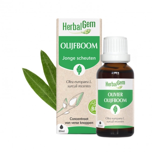 Herbalgem Olijfboom - Olea Europea Biologisch