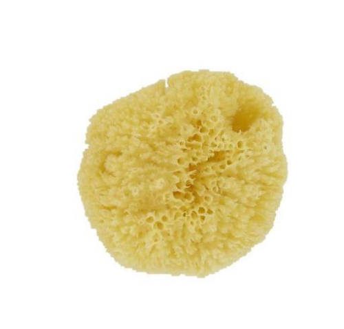 Forsters Natuur Spons Caribbean S-M 1 package