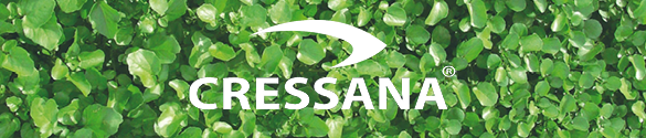 Cressana